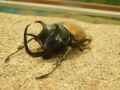 Scarabee-rhinoceros-20141124132027.jpg