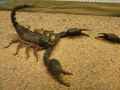 insectes arthropodes