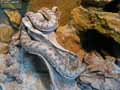 Serpent-20120823014036.jpg