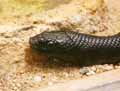 Serpent-20120823014147.jpg