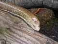 Serpent-20120823014513.jpg