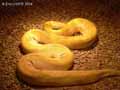 Serpent-20120823014659.jpg