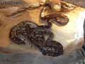 Serpents-20120823014647.jpg