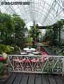 Serre-au-jardin-des-plantes-de-Rouen-20120822185818.jpg