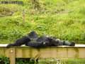 Siamang-20120822235432.jpg