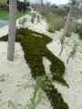 Silhouette-en-mousses-20131020234009.jpg