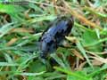 Silpha-carinata-20141124172752.jpg