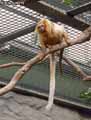 Singe-lion-20120822232832.jpg