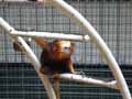 Singe-lion-20120823000135.jpg