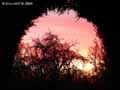 Soleil-couchant-a-travers-une-fenetre-de-verdure-20120822173502.jpg