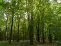 Sous-bois-de-hetres-et-de-charmes-20120916180039.jpg