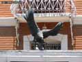 Statue-d-aigle-20120822190721.jpg
