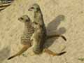 Suricates-20120822233932.jpg