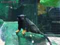 Tamarin-a-mains-jaunes-20120823002650.jpg