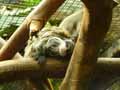 Tamarin-empereur-20120822233913.jpg