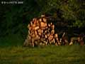 Tas-de-buches-de-bois-20120822230653.jpg