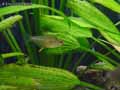 Tetra-citron-20120822222432.jpg