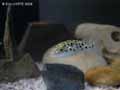 Tetraodon-20120822223820.jpg