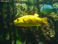 Tetraodon-20120822224944.jpg