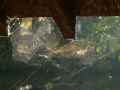 Toile-d-araignee-20130114165300.jpg