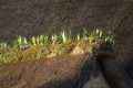 Toiture-en-chaume-plantee-d-iris-20131026131711.jpg