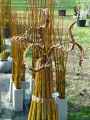 Tontines-d-osier-tresse-vivant-20130427221602.jpg