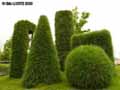 Topiaires-en-gazon-20120822173400.jpg