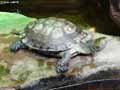 Tortue-20120823013039.jpg
