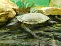 Tortue-20120823013206.jpg