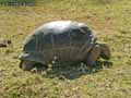 Tortue-20120823013532.jpg