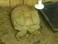 Tortue-20120823013704.jpg