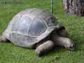 reptiles et amphibiens