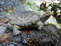 Tortue-20120823014506.jpg