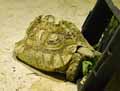 Tortue-20120823014635.jpg