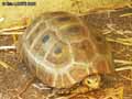 Tortue-a-tete-jaune-20120823013643.jpg