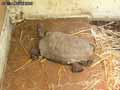 Tortue-brune-20120823013655.jpg