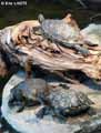 Tortues-20120823013731.jpg