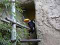 Toucan-toco-20120823152719.jpg