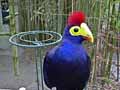 Touraco-de-Lady-Ross-20120824121223.jpg