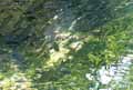Truites-20120822225444.jpg