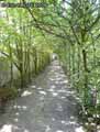 Tunnel-vegetal-20120822172215.jpg
