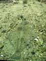 Turbot-20120822225948.jpg