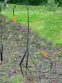 Tuteur-oiseau-20130709200121.jpg