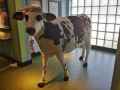 Vache-empaillee-20131020185550.jpg