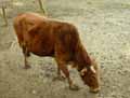Vache-naine-20120822234756.jpg