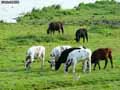 Vaches-20120822232306.jpg