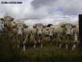 Vaches-20120823002303.jpg