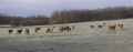 Vaches-20131021003627.jpg