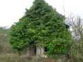 Vieille-maison-abandonnee-recouverte-de-lierre-20130711140428.jpg