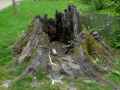 Vieille-souche-evidee-20130709141041.jpg